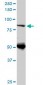 DNAJC10 Antibody (monoclonal) (M02)